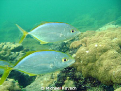 Fish on the Inside Reef at Lauderdale by the Sea. by Michael Kovach 